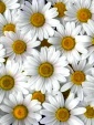 download flowers wallpaper